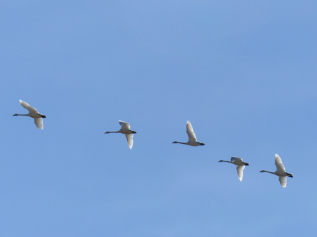 Tundra Swans