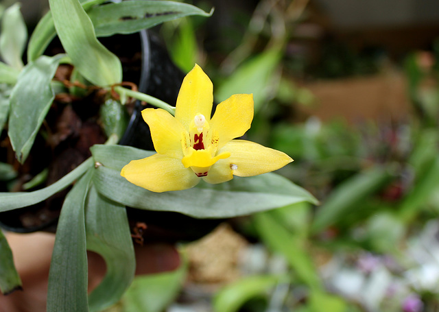 Promenaea citrata x Limelight