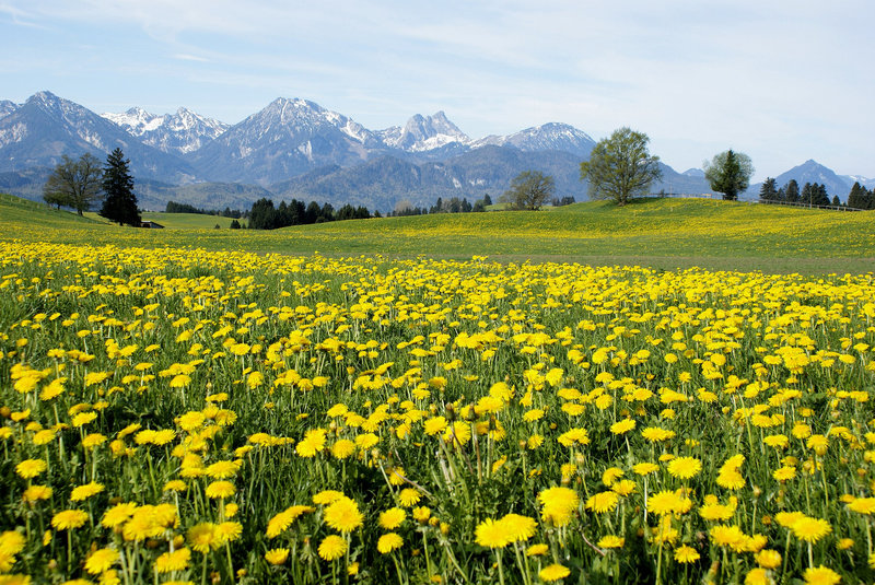 Endlich wieder Frühling im Allgäu... :-)  ©UdoSm