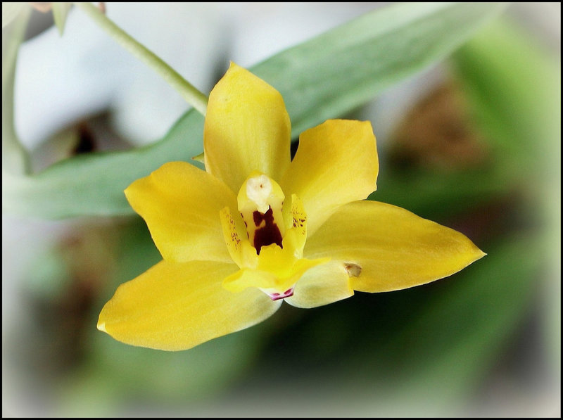 Promenaea citrata x Limelight