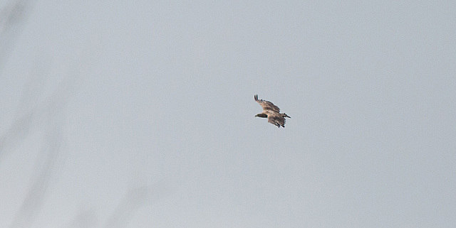 20140505 2855VRTw [D~HVL] Seeadler, Gülper See, Süd-Ost-Ufer, Prietzen