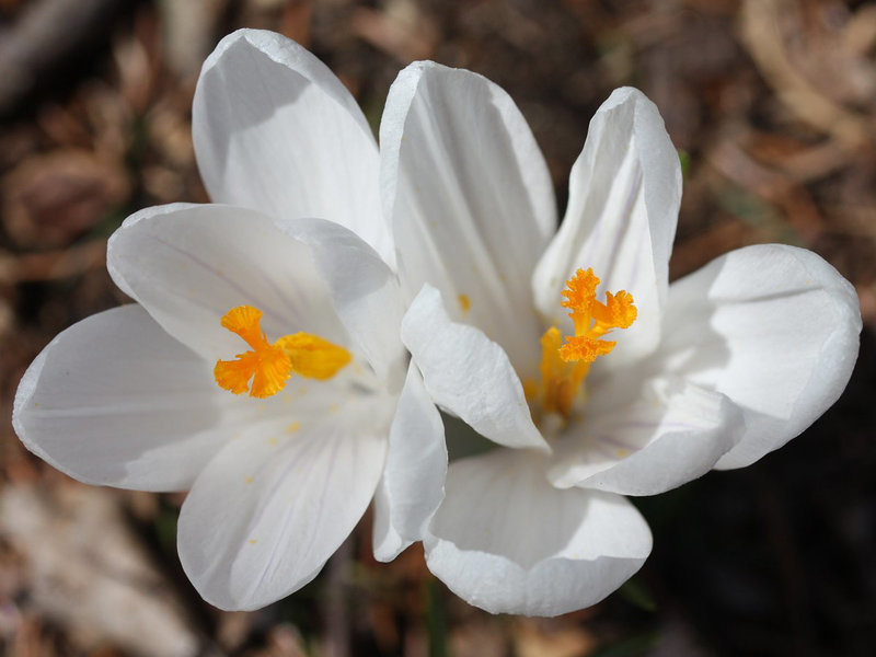 Crocuses