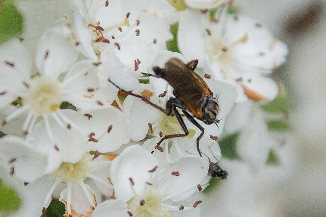 20140505 2841VRAw [D~HVL] Eingriffliger Weißdorn, Insekt, Gülper See, Süd-Ost-Ufer, Prietzen