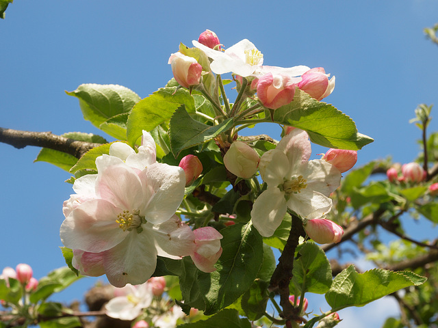 Apfelblüten