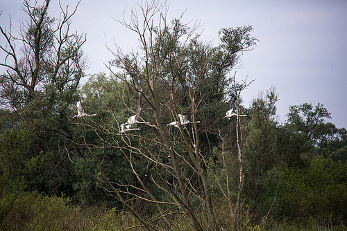 20140505 2835VRTw [D~HVL] Höckerschwan (Cygnus olar), Gülper See, Süd-Ost-Ufer, Prietzen