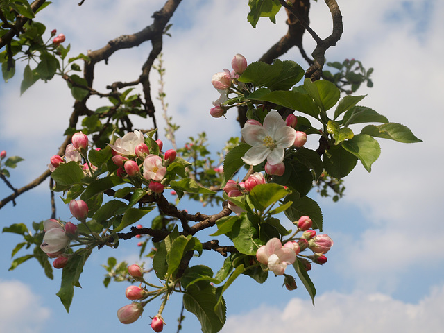 Apfelblüten