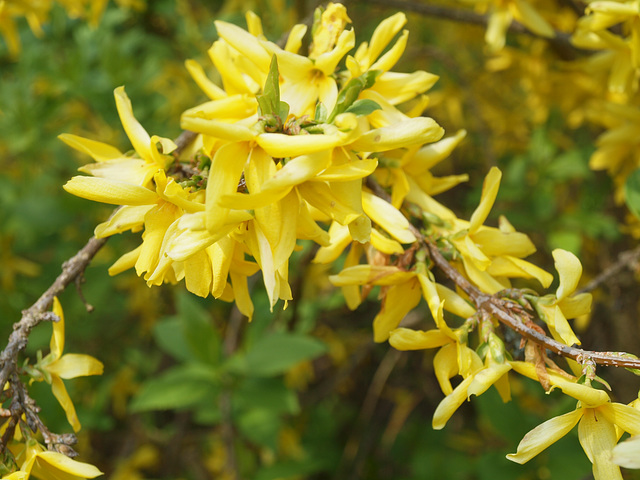 Forsythienblütenzweig