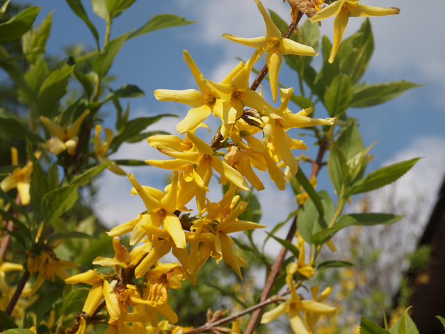 Forsythienblüte