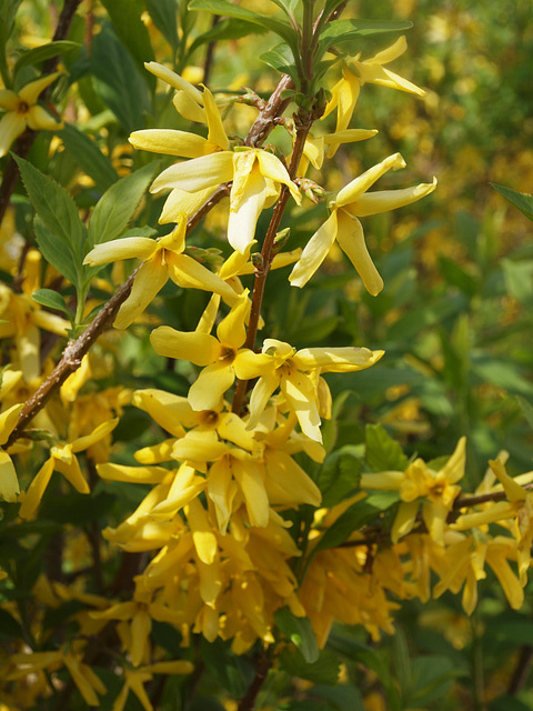 Forsythie in Blüte