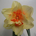 Closeup of Yellow and Orange Daffodil