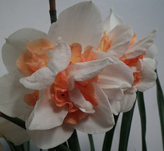 Closeup of Pink and White daffodil