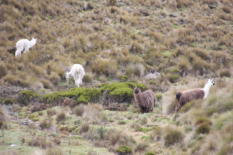 Denizens of the highlands