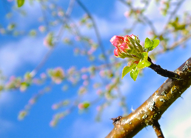 Apple Blossom