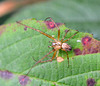 Lesser Garden Spider (Metallina segmentata) Male