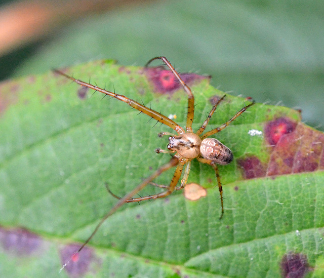 Lesser Garden Spider (Metallina segmentata) Male