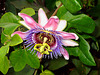 Passion Flower