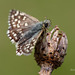 Grizzled Skipper Butterfly (Pyrgus malvae)
