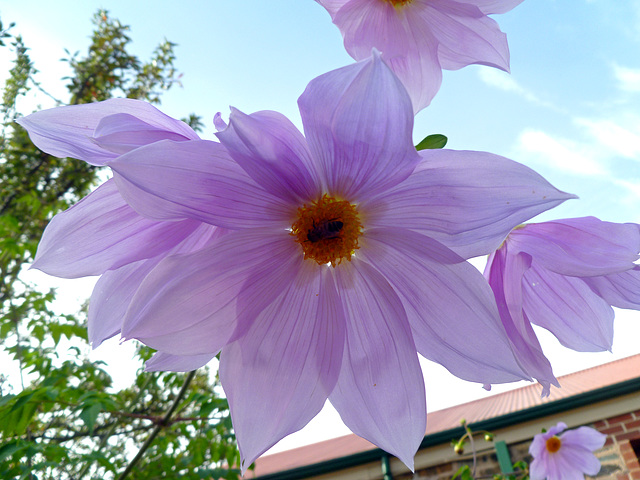 Tree dahlia