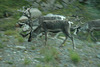 Reindeer along the road