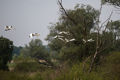 20140505 2824VRTw [D~HVL] Höckerschwan (Cygnus olar), Gülper See, Süd-Ost-Ufer, Prietzen