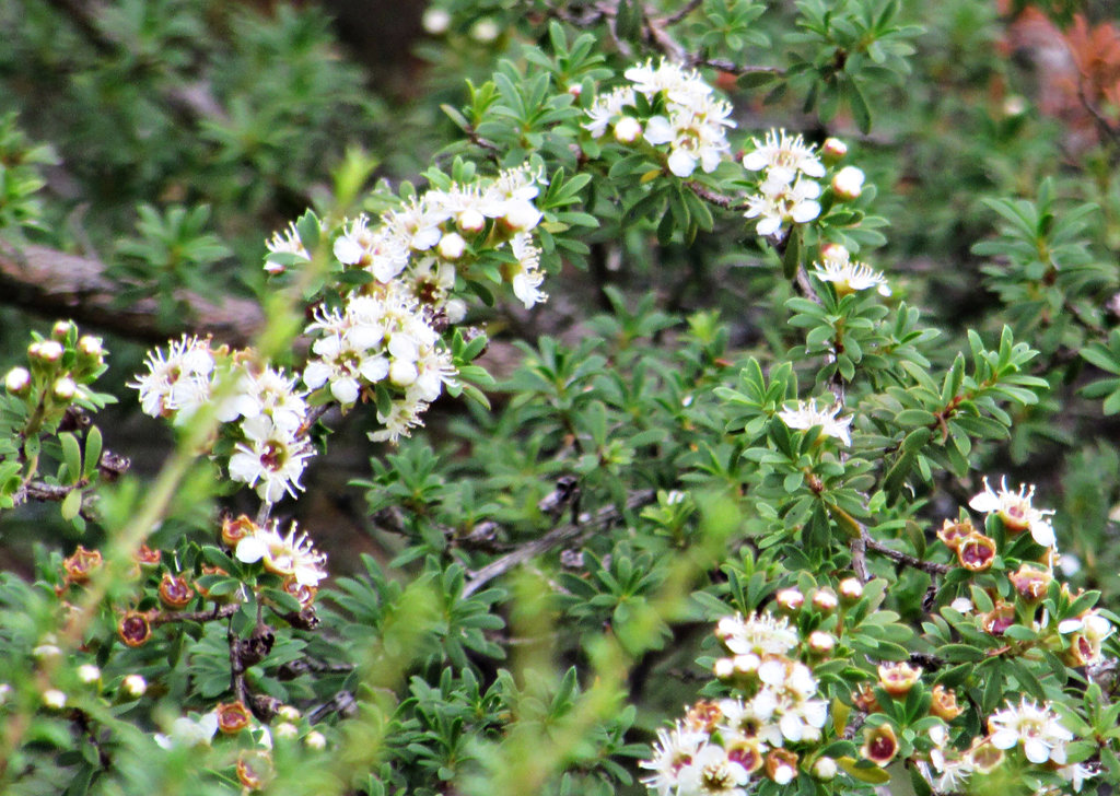 Flowering bush