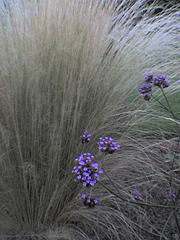 Grass purple flowers