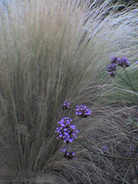 Grass purple flowers