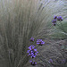 Grass purple flowers