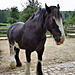 Shire horse - Singleton Weald and Downland Museum