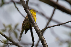 20140505 2814VRTw [D~HVL] Goldammer (Emberiza citrinella) [m], Gülper See, Süd-Ost-Ufer, Prietzen