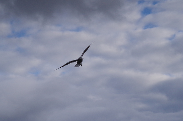 Parc aux oiseaux Villars les Dombes