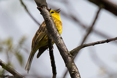 20140505 2808VRTw [D~HVL] Goldammer (Emberiza citrinella) [m], Gülper See, Süd-Ost-Ufer, Prietzen