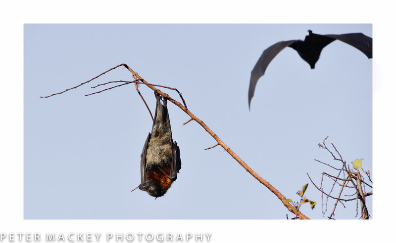 Grey Headed Flying Fox Colony 2014