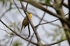 20140505 2805VRTw [D~HVL] Goldammer (Emberiza citrinella) [m], Gülper See, Süd-Ost-Ufer, Prietzen