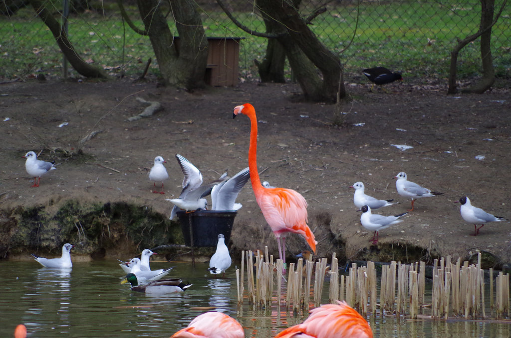 Parc aux oiseaux Villars les Dombes