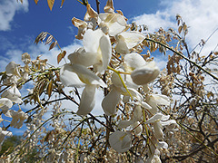 glycine