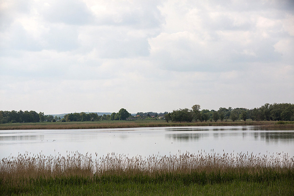 20140505 2801VRTw [D~HVL] Gülper See, Süd-Ost-Ufer, Prietzen