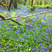 Bluebell Woods