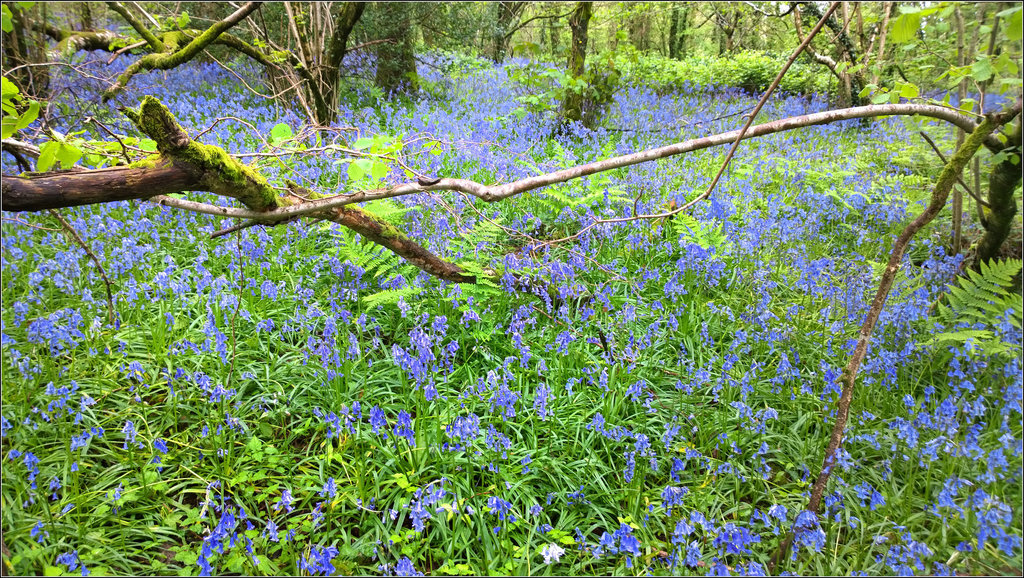 Bluebell Woods