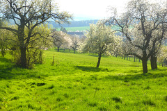 Der Frühling - la printempo - le printemps - the spring