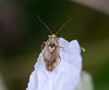 Plant Bug - Mirid (Harpocera thoracica), on Bramble flower petal