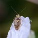 Plant Bug - Mirid (Harpocera thoracica), on Bramble flower petal