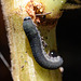 Unknown Larva on Pelargonium Stalk