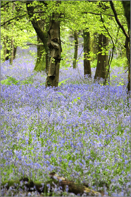 Bluebell Woods