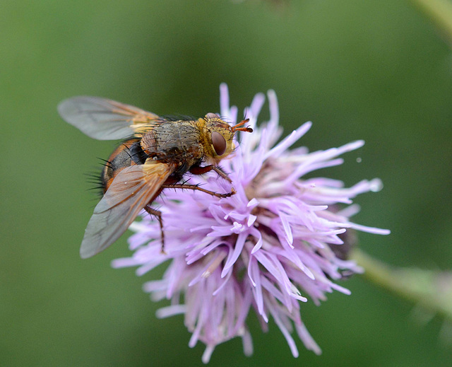 Tachinid Fly - Tachina Fera (Linnaeus, 1761)