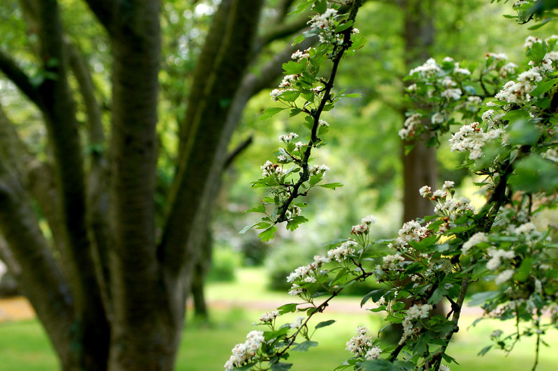 Hawthorn