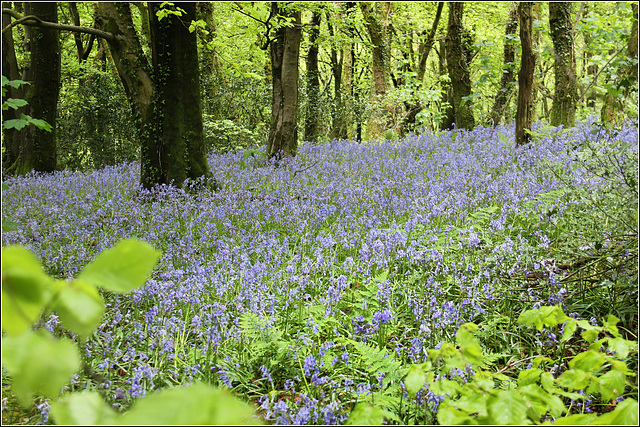 Bluebell Woods