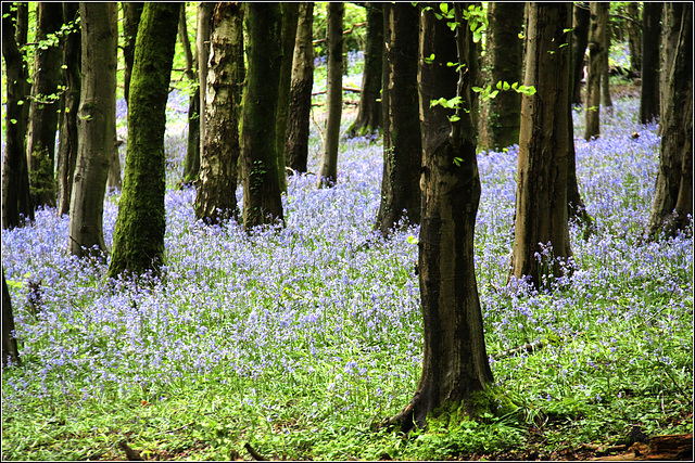 Bluebell Woods