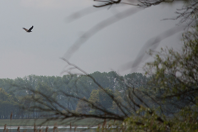 20140505 2739VRTw [D~HVL] Seeadler, Gülper See, Süd-Ost-Ufer, Prietzen