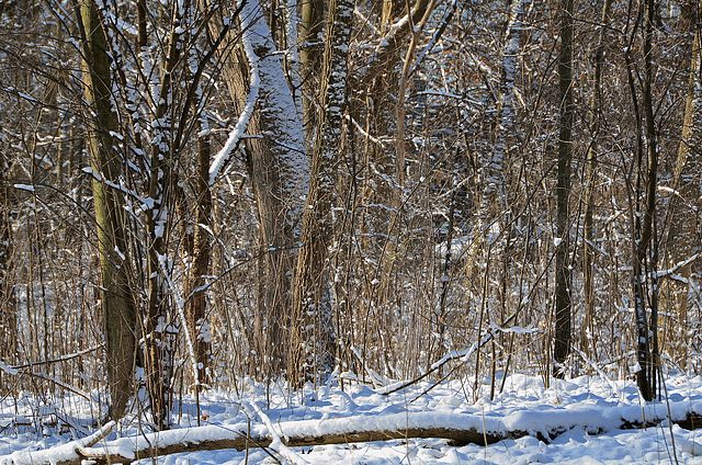 Lake Bluff, IL